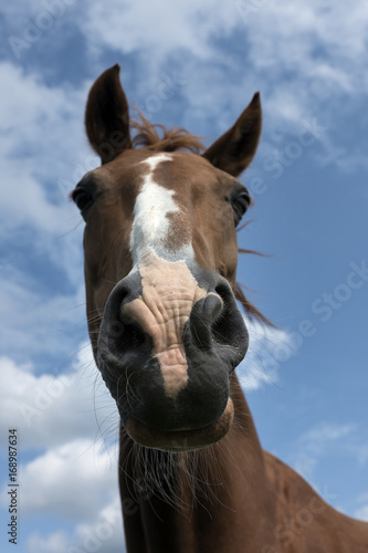 head of brown horse against blue sky with clouds