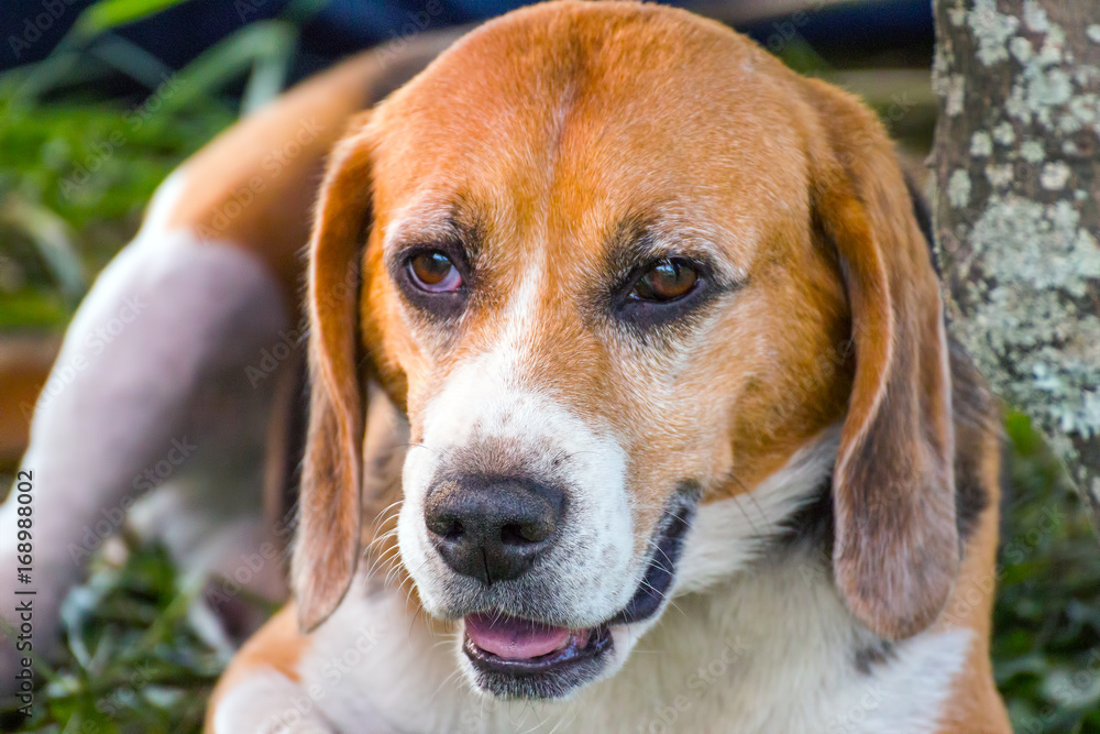 Portrait of a dog of the Beagle breed