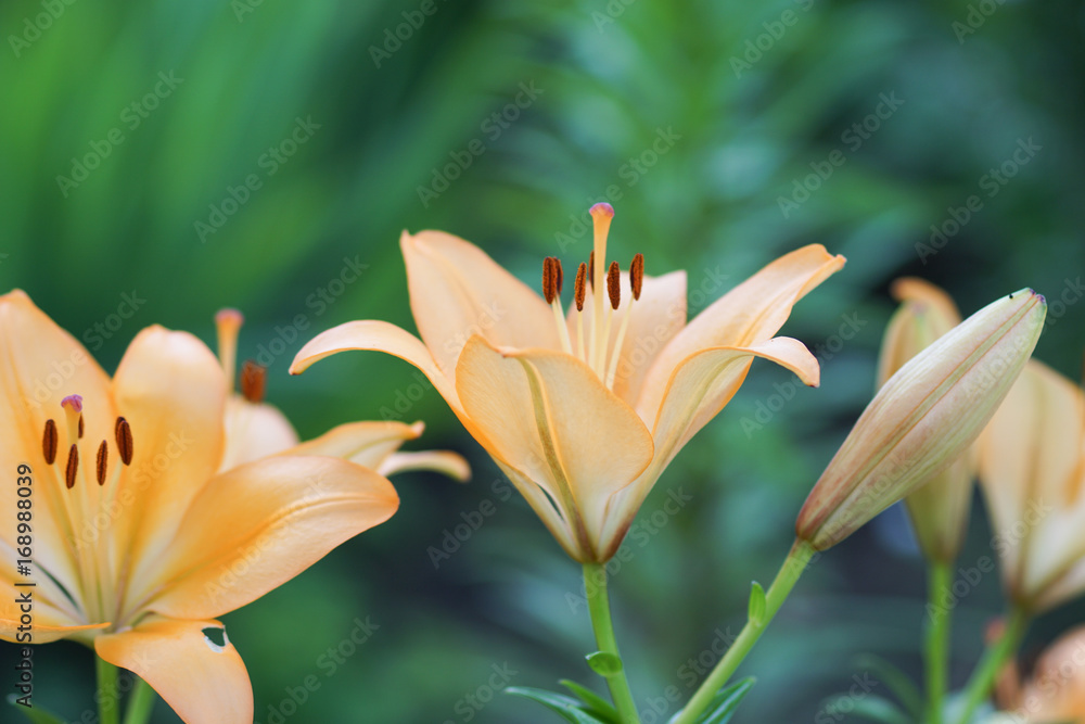 Lilly flower abstract background Lilly flower abstract background