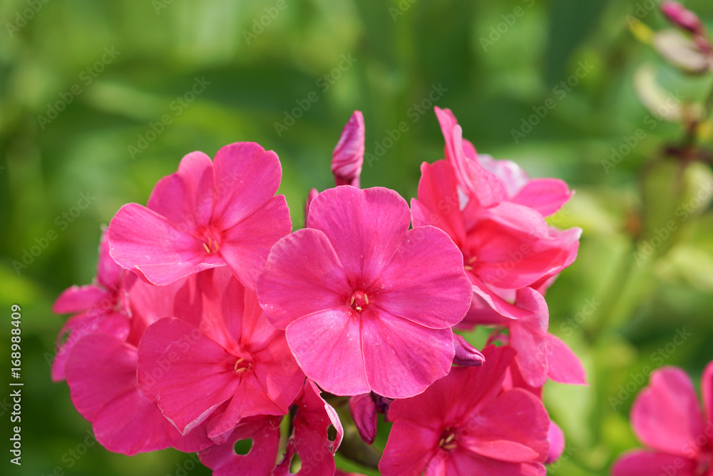 Phlox flowers in the garden
Phlox flowers in the garden