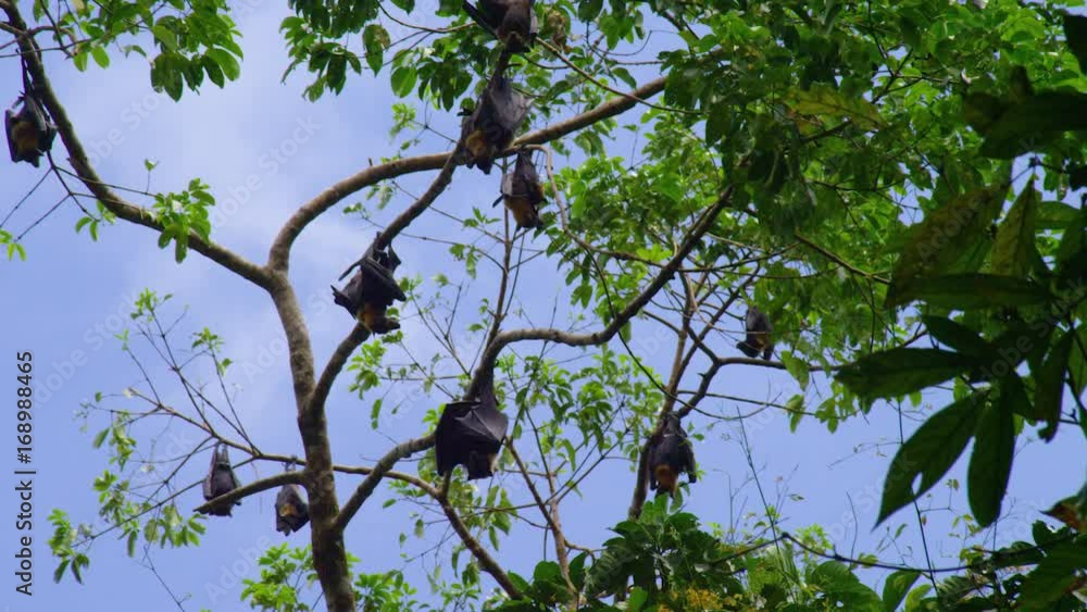 A full shot of bats on the trees branch. A full shot of bats on the trees branch.