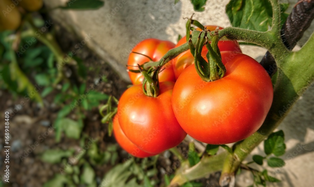 Growing tomatoes closeup in garden. Growing tomatoes closeup in garden.