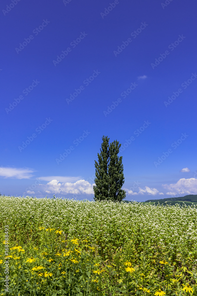 Obraz premium 丘の町美瑛の田園風景