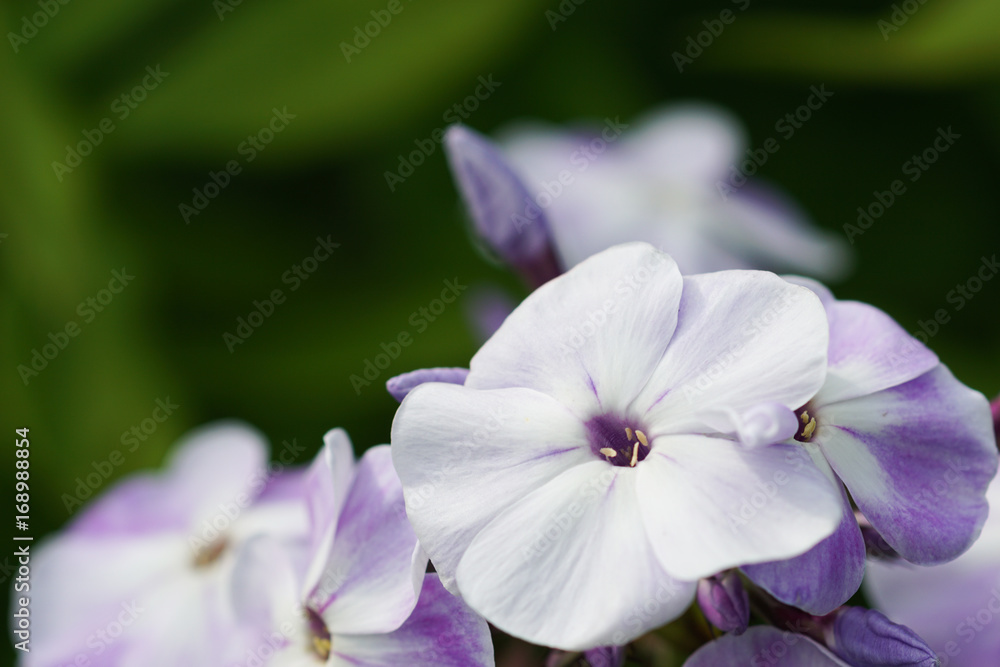 Phlox flowers in the garden
Phlox flowers in the garden