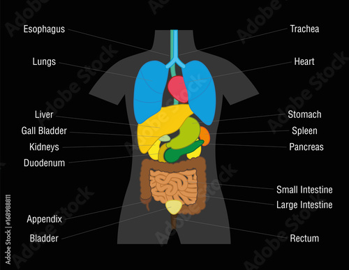 Inner organs chart - schematic illustration with colored organs and their names - isolated vector illustration on black background.