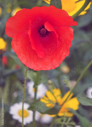 red poppy in a meadow in summer with wild flowers
