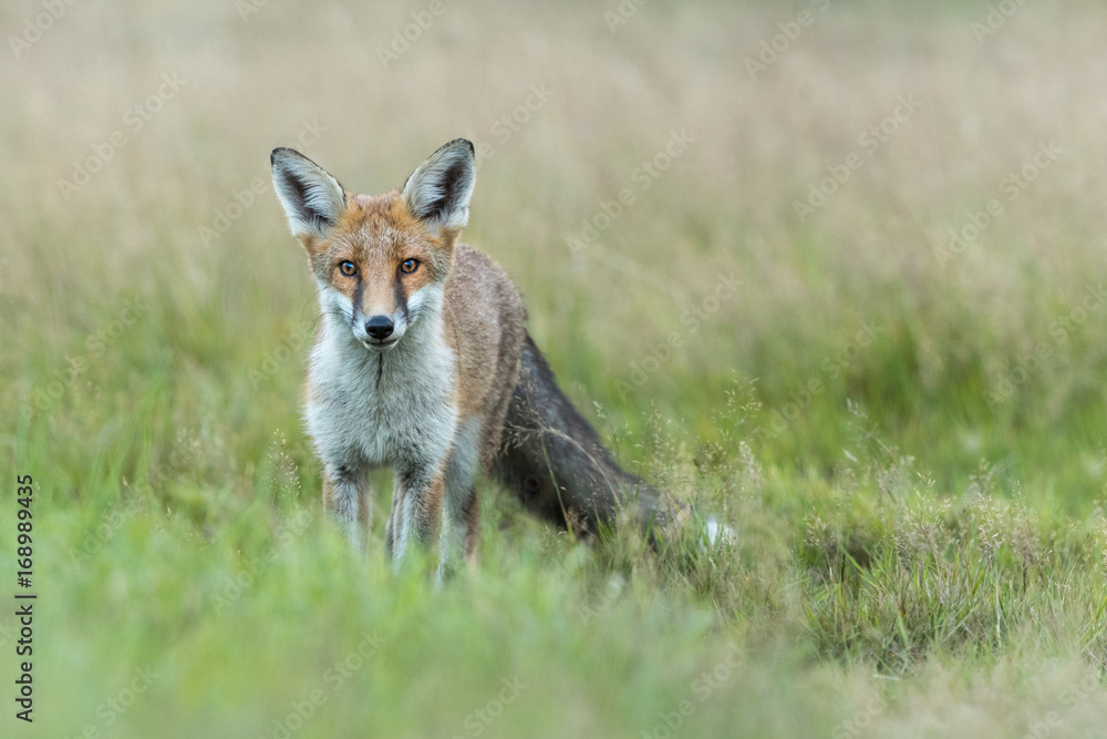 Red Fox standing in a green grass field.