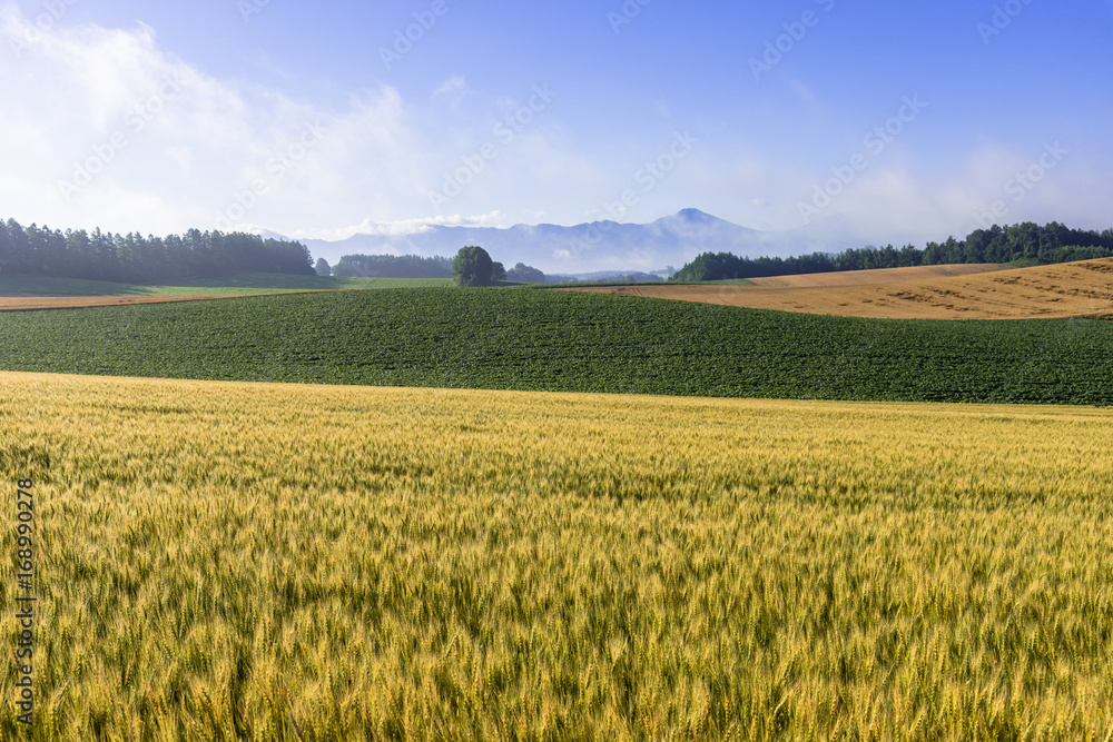 丘の町美瑛の麦畑