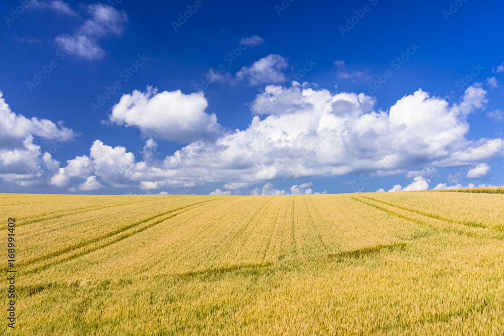 道東地方の麦畑