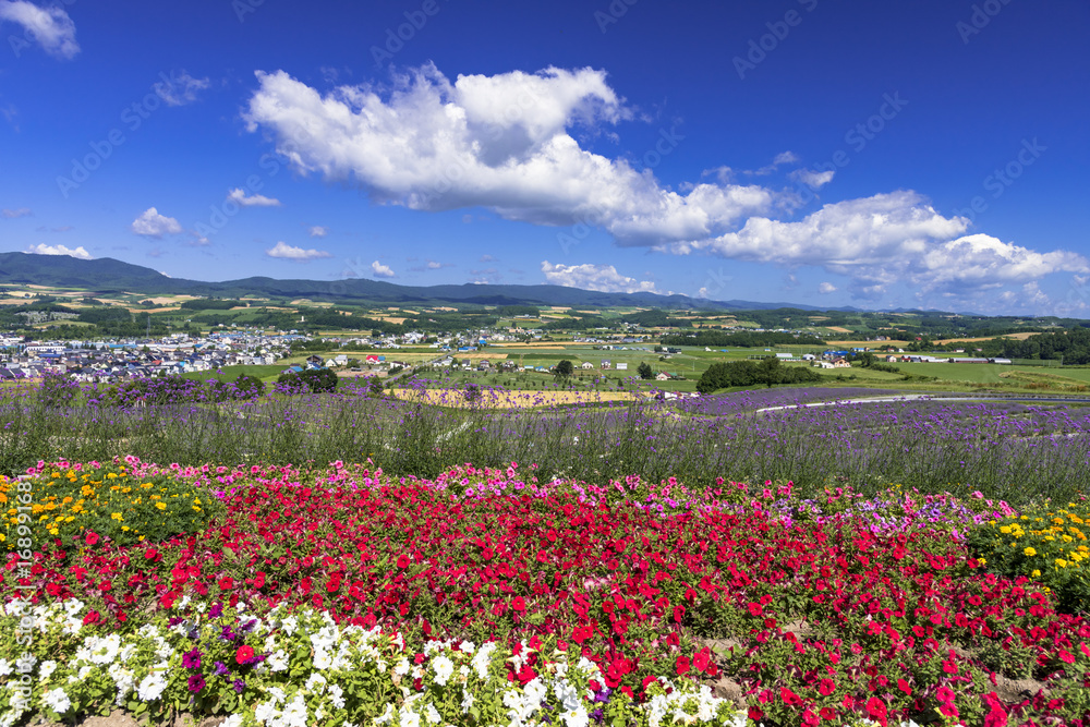 Obraz premium 花人街道の花畑