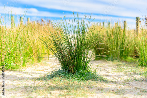 A sandy path between grassy dunes leads to the sea at Port Melbourne in Victoria, Australia