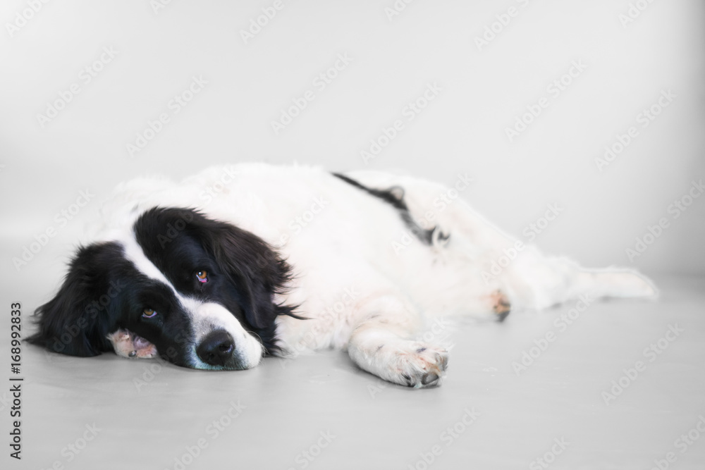 puppy landseer dog white background