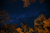 Dark blue night starry sky above the mystery autumn forest with orange and yellow trees. Long exposure photo of milky way stars in the woods. Astronomy concept and background
