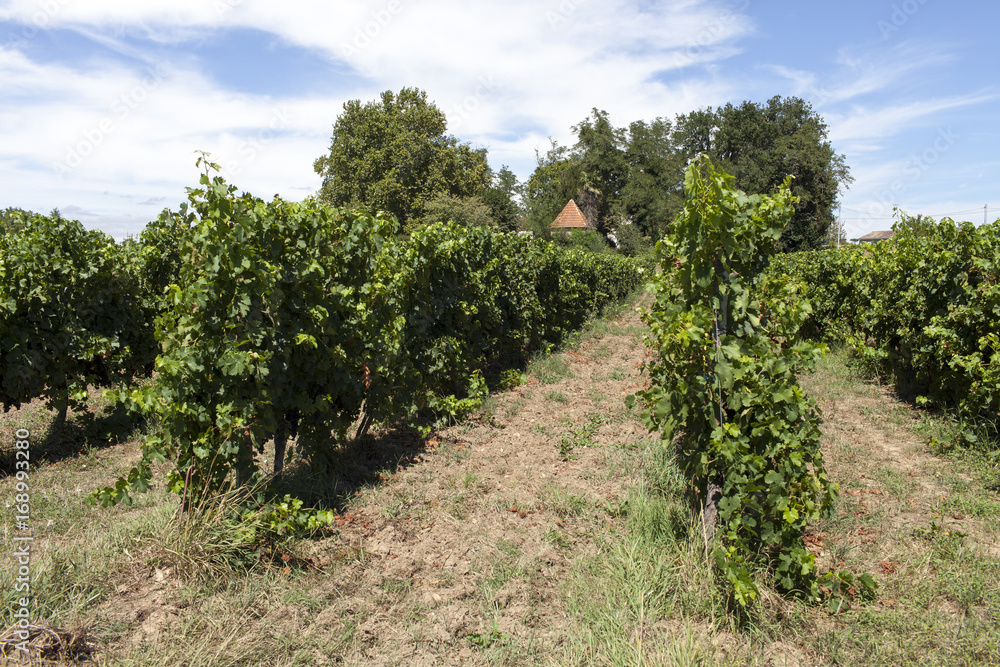 France. Vignoble vignoble bordelais, graves. Gironde. Langon