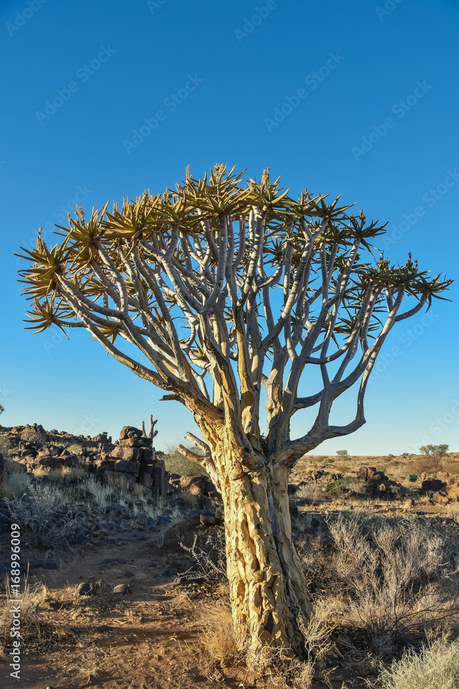 Quiver Tree - Aloidendron dichotomum Quiver Tree - Aloidendron dichotomum