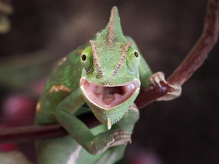 Handdoek met foto Kameleon Jagende groene kameleon macro portret  © kozorog