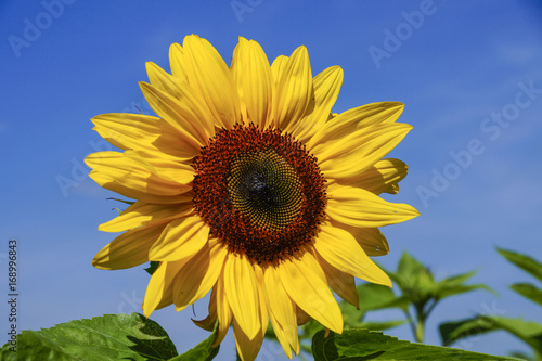 Sunflower  Helianthus annuus