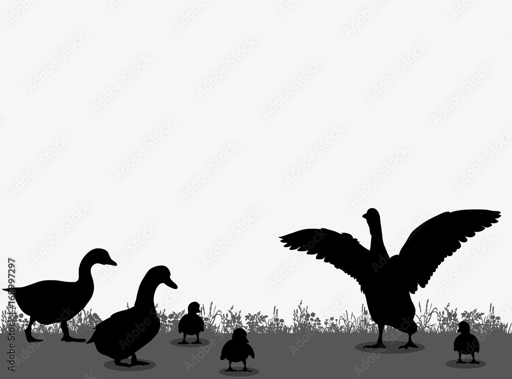 Naklejka isolated silhouette of geese, ducks, ducklings