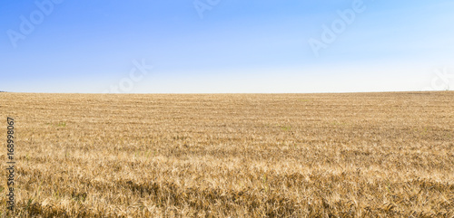 banner med gyllene sädesfält och blå himmel horisont photo