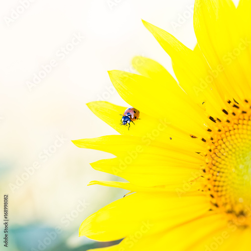 närbild av gul solros med nyckelpiga på photo