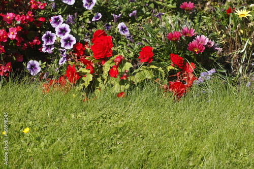 Fototapeta Naklejka Na Ścianę i Meble -  Blumenbeet an einer Rasenfläche