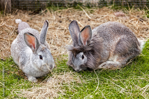 Pair of rabbits on the grass in their cage © Adriano