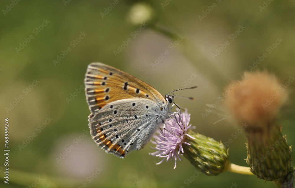 Nagy tűzlepke (large copper (Lycaena dispar)
Nagy tűzlepke (large copper (Lycaena dispar)