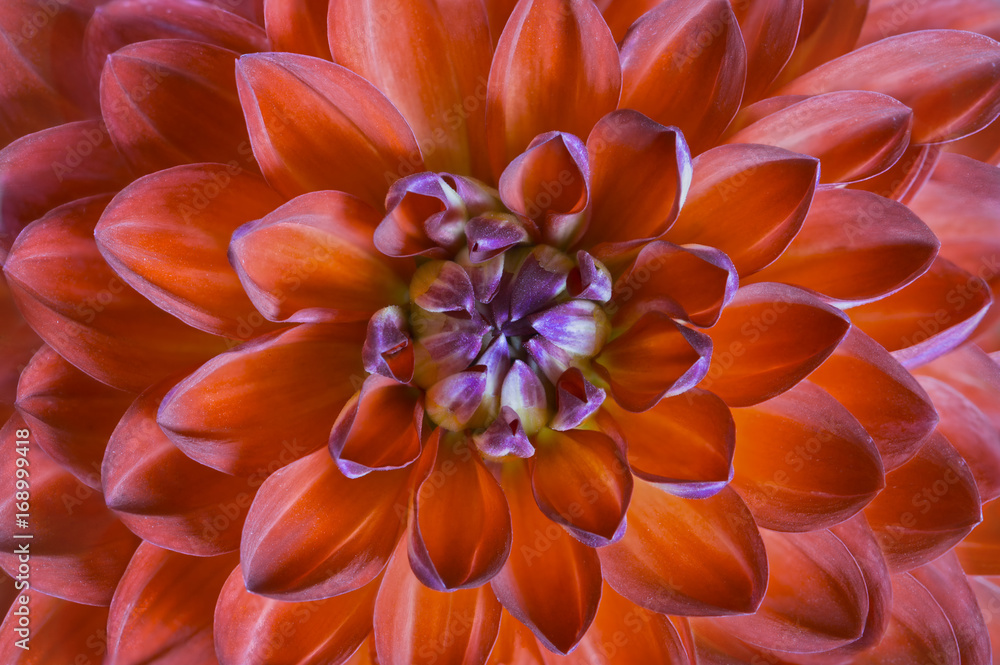 Red flower Dahlia close up,top view. Macro of a red flower. Red flower Dahlia close up,top view. Macro of a red flower.