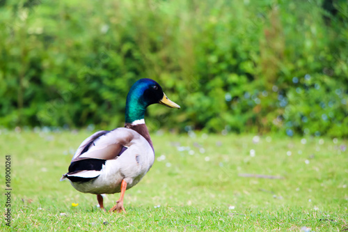 Male Duck in Green Park