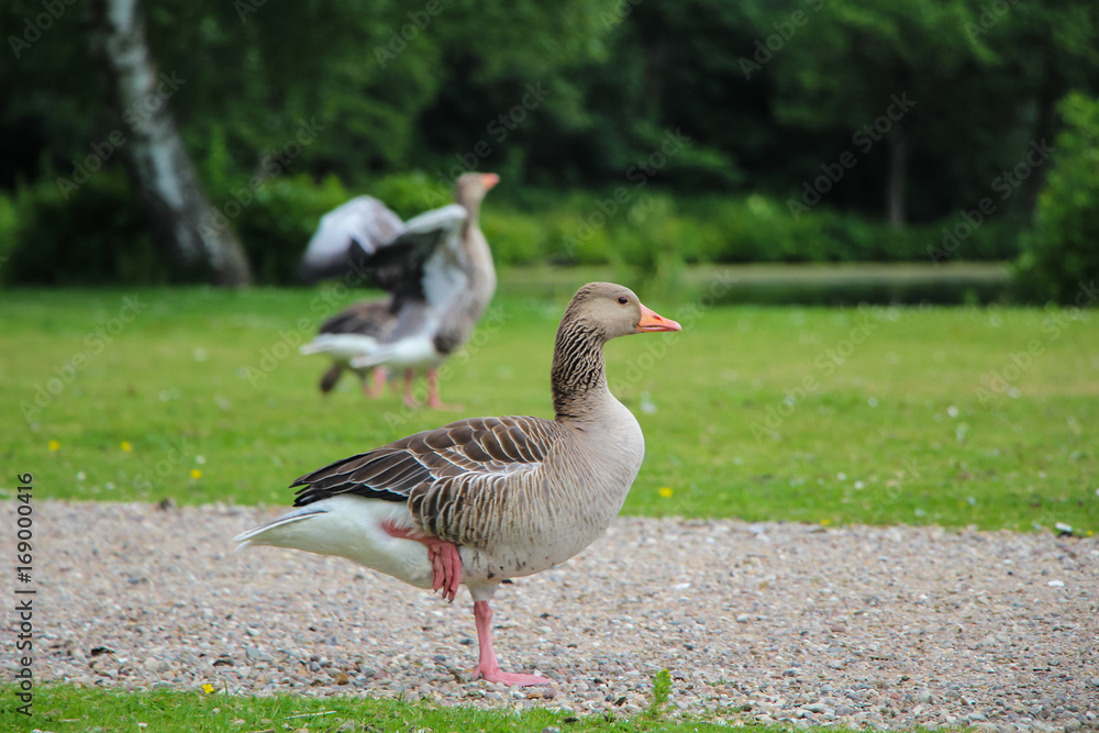 Geese Geese