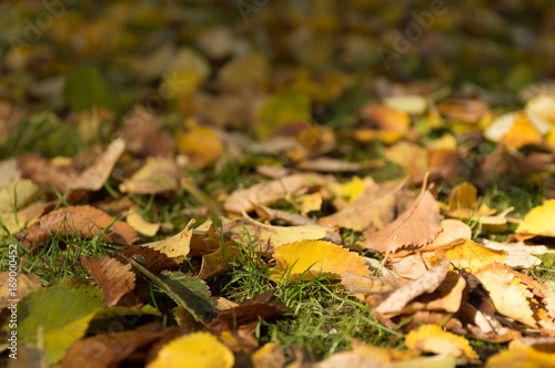 Detail of fallen leaves in the ground
