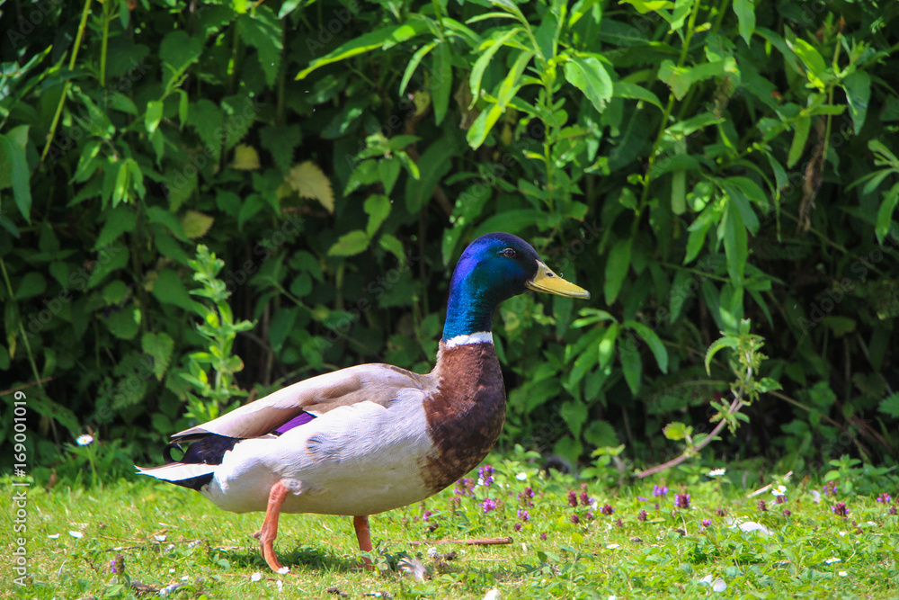Duck on Grass Duck on Grass