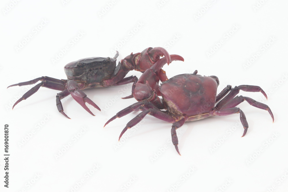 Two crabs on a white background.