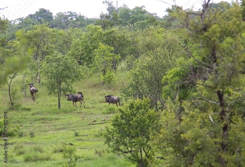 Group of wild wildebeest in the Selous Game Reserve, Tanzania (Africa)