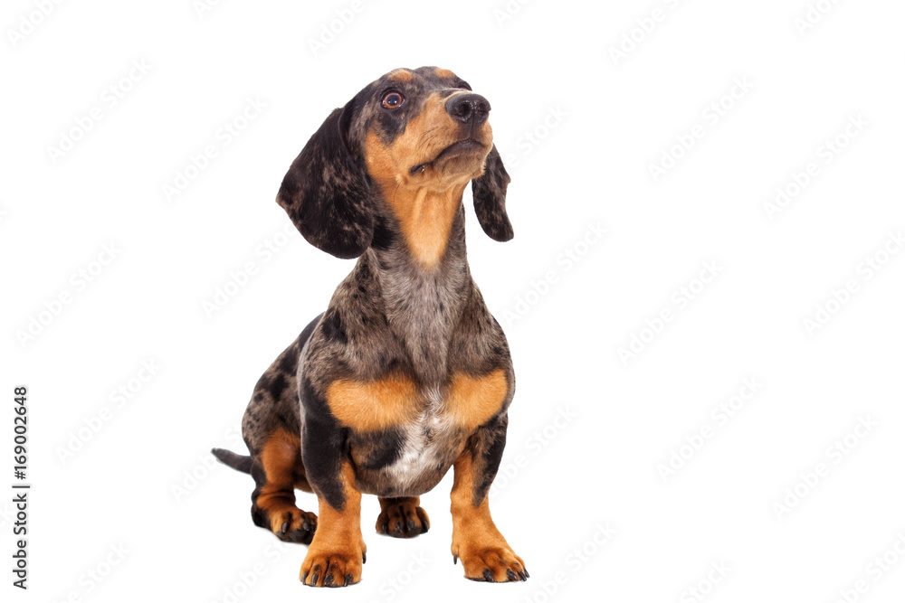 Dachshund dog looking in the side on a white background