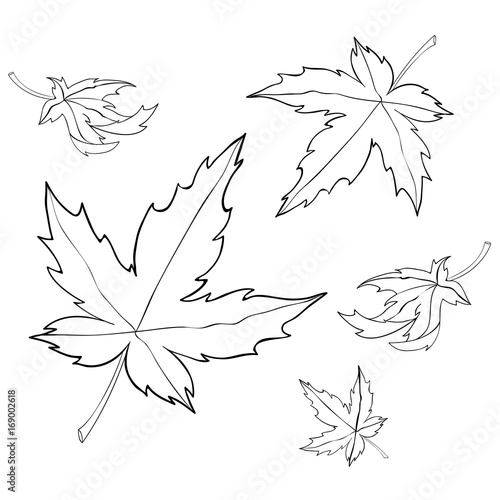 maple leaves coloring page 