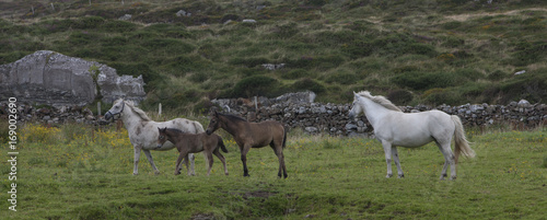 Horses in Connemarra Ireland photo