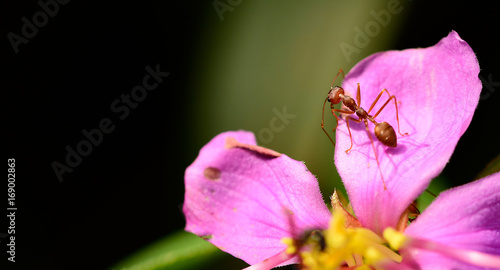Red ant on a flower