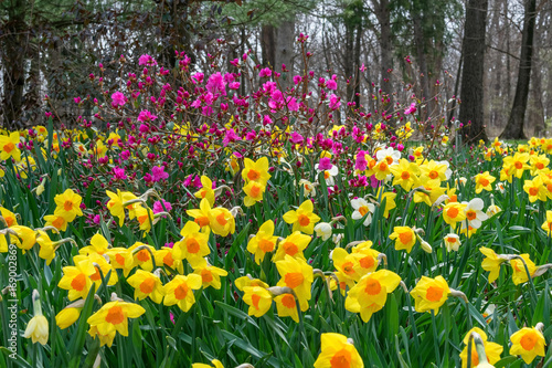 Fototapeta Naklejka Na Ścianę i Meble -  Bright yellow daffodils in woodland setting in early spring