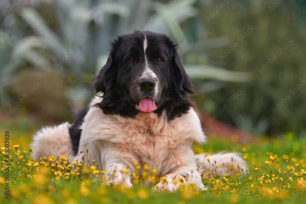 landseer dog