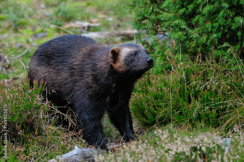 Obraz premium Vielfraß, Schweden