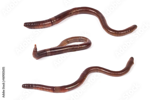 worm or earthworm on white background