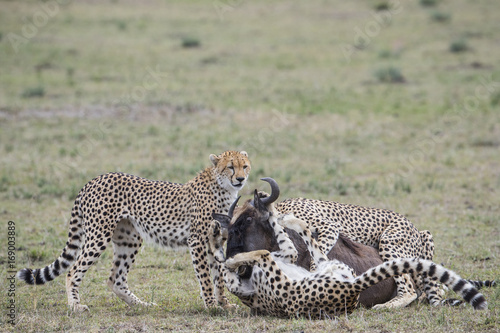Geparden jagen ein Gnu © aussieanouk