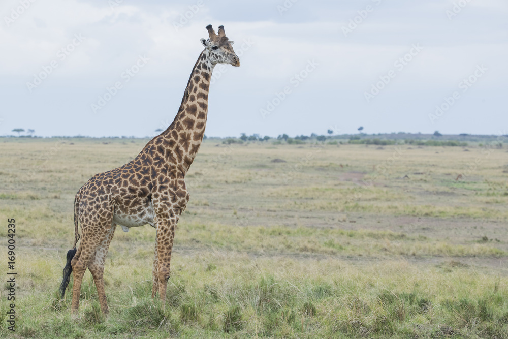 Naklejka premium Giraffe in der Savanne