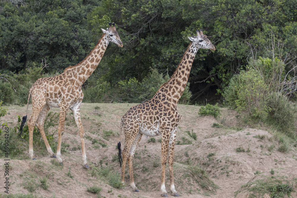 Obraz premium Giraffen am Fluss