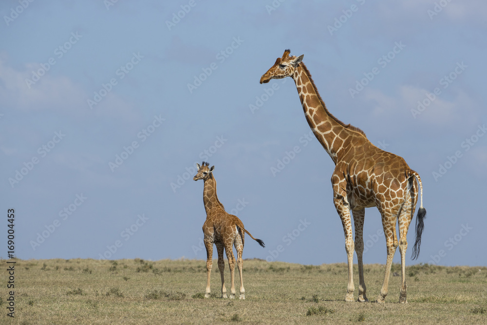 Obraz premium Giraffe mit ihrem Jungem
