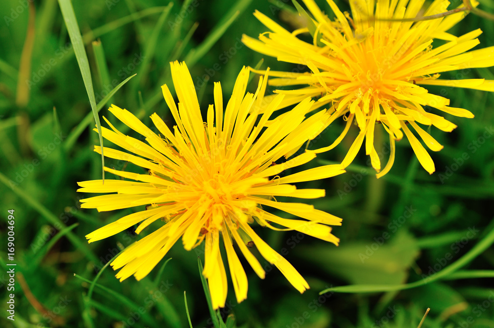 Beautiful Taraxacum flower on a green garden Beautiful Taraxacum flower on a green garden