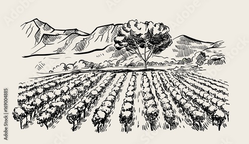 Vineyard and winery. vector sketch drawn by hand