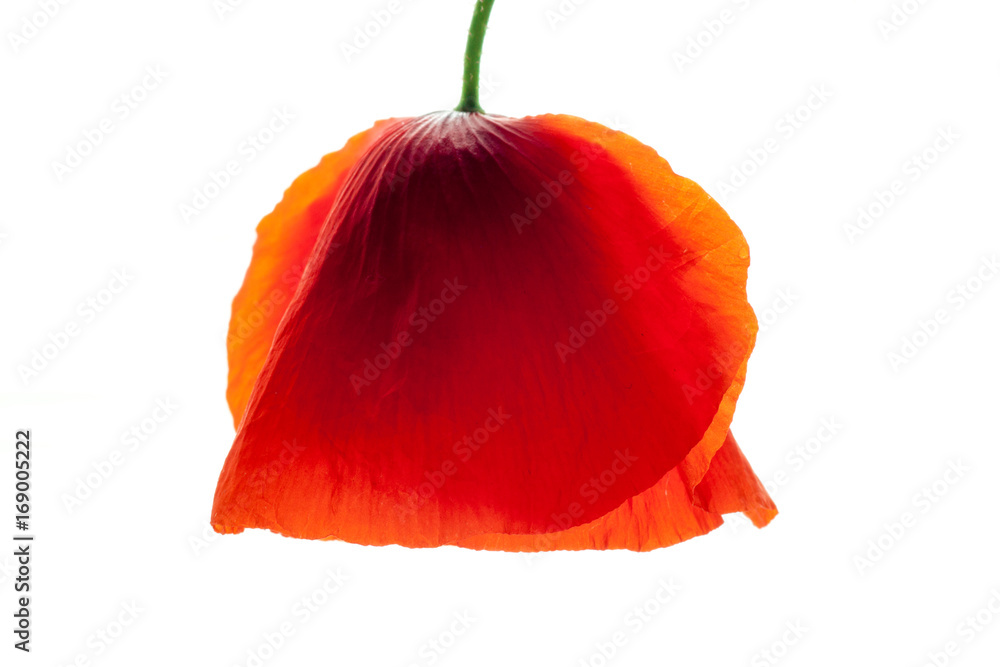 wonderful isolated red poppy flower, white background. studio shot, closeup wonderful isolated red poppy flower, white background. studio shot, closeup