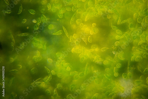 Obraz na płótnie Euglena is a genus of single-celled flagellate Eukaryotes under microscopic view for education